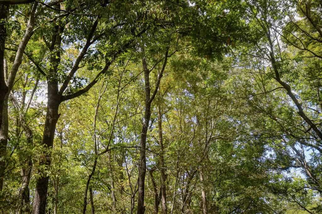 Hunting Land for Sale Just Outside of Baton Rouge