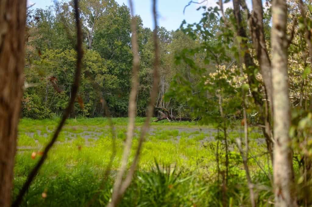 Hunting Land for Sale Just Outside of Baton Rouge