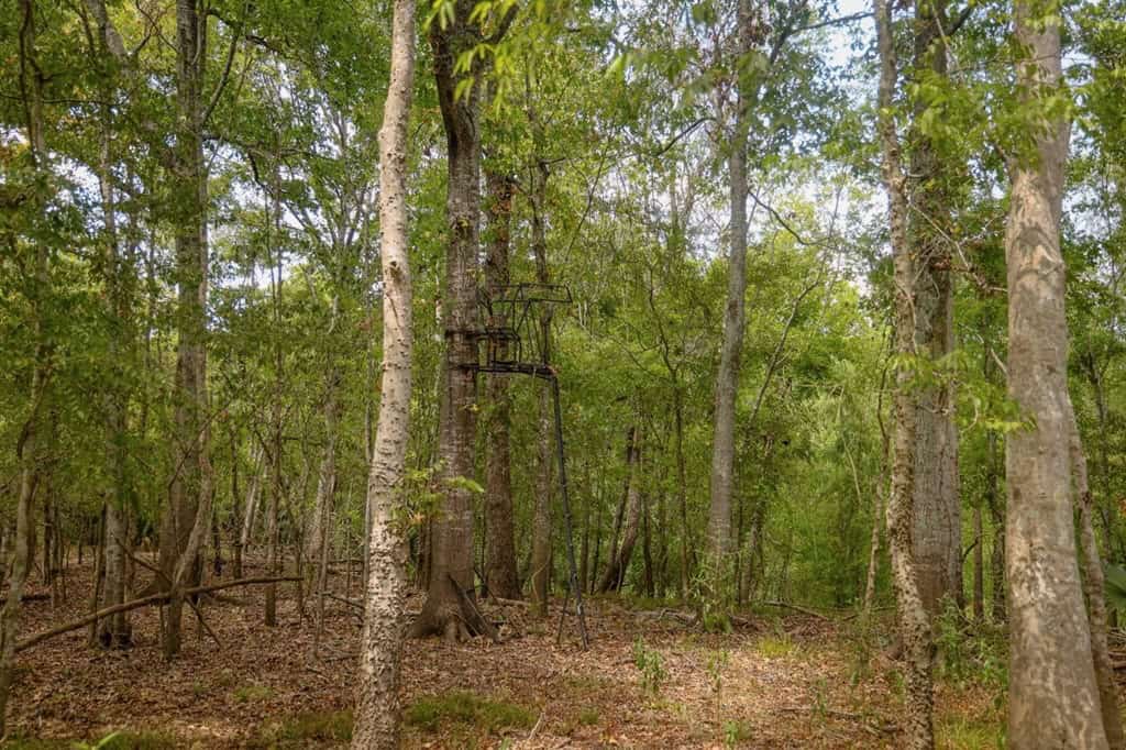 Hunting Land for Sale Just Outside of Baton Rouge