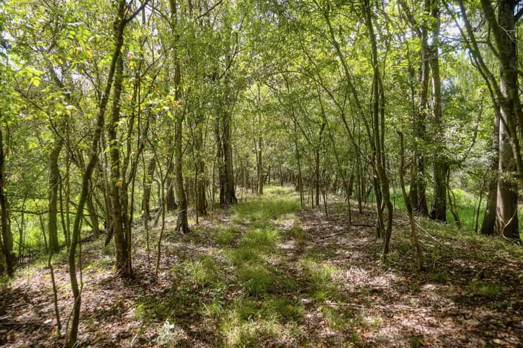 Hunting Land for Sale Just Outside of Baton Rouge