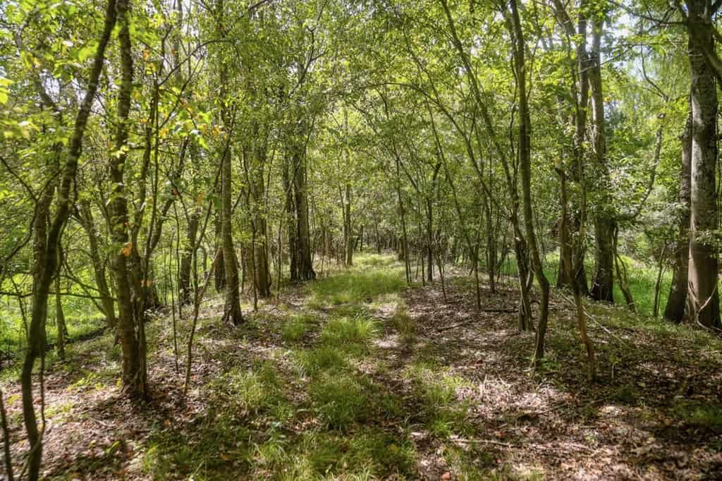 Hunting Land for Sale Just Outside of Baton Rouge