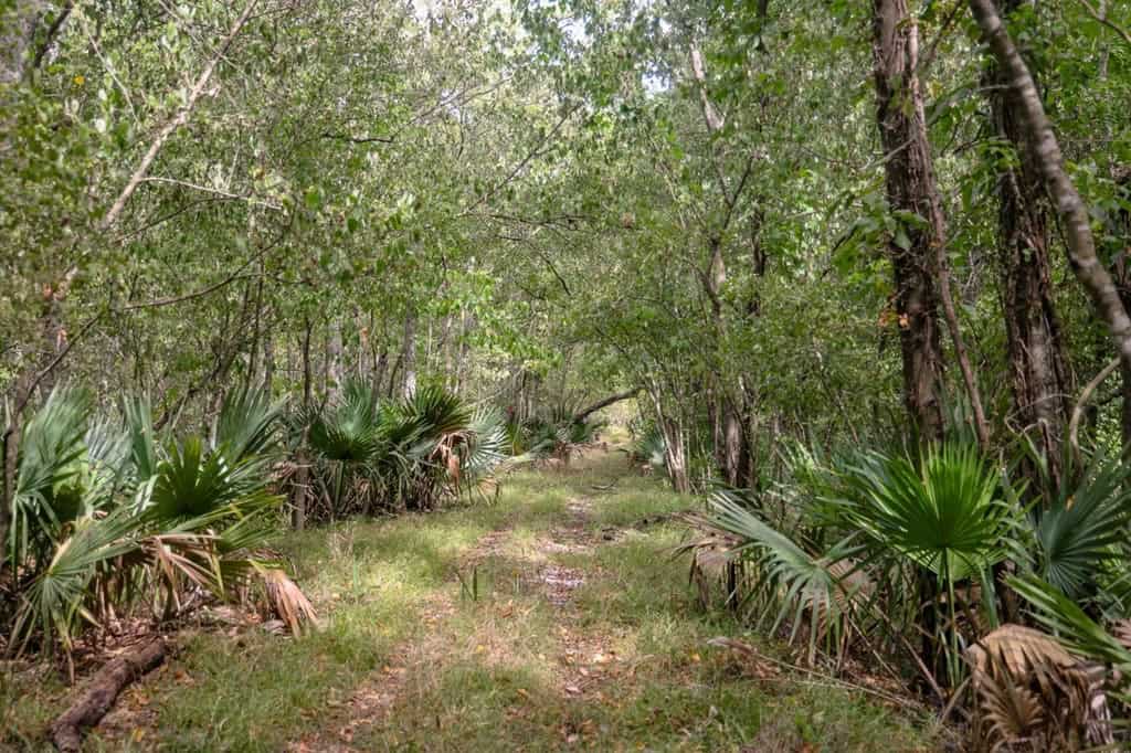 Hunting Land for Sale Just Outside of Baton Rouge