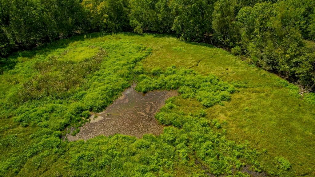 Hunting Land for Sale Just Outside of Baton Rouge