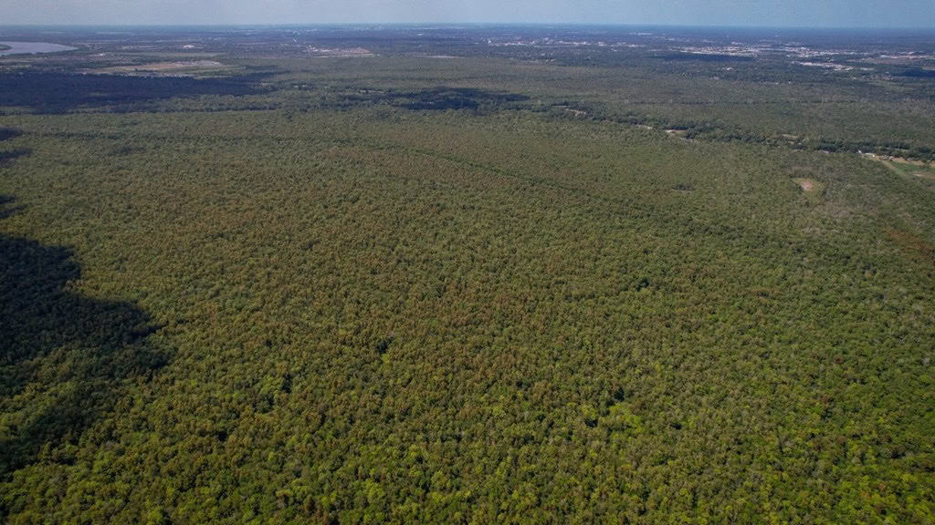 Hunting Land for Sale Just Outside of Baton Rouge