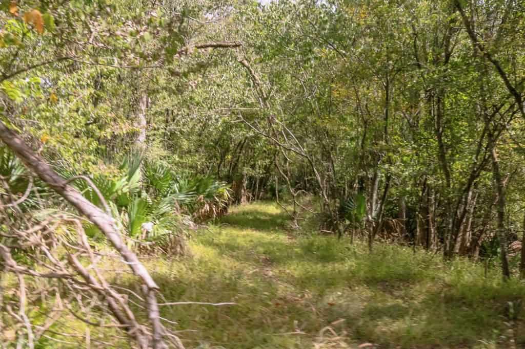 Hunting Land for Sale Just Outside of Baton Rouge