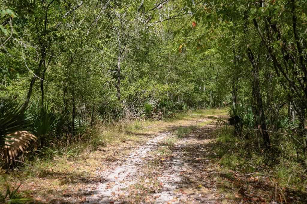 Hunting Land for Sale Just Outside of Baton Rouge