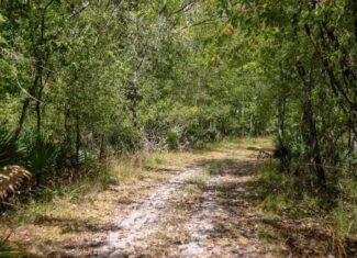 Hunting Land for Sale Just Outside of Baton Rouge