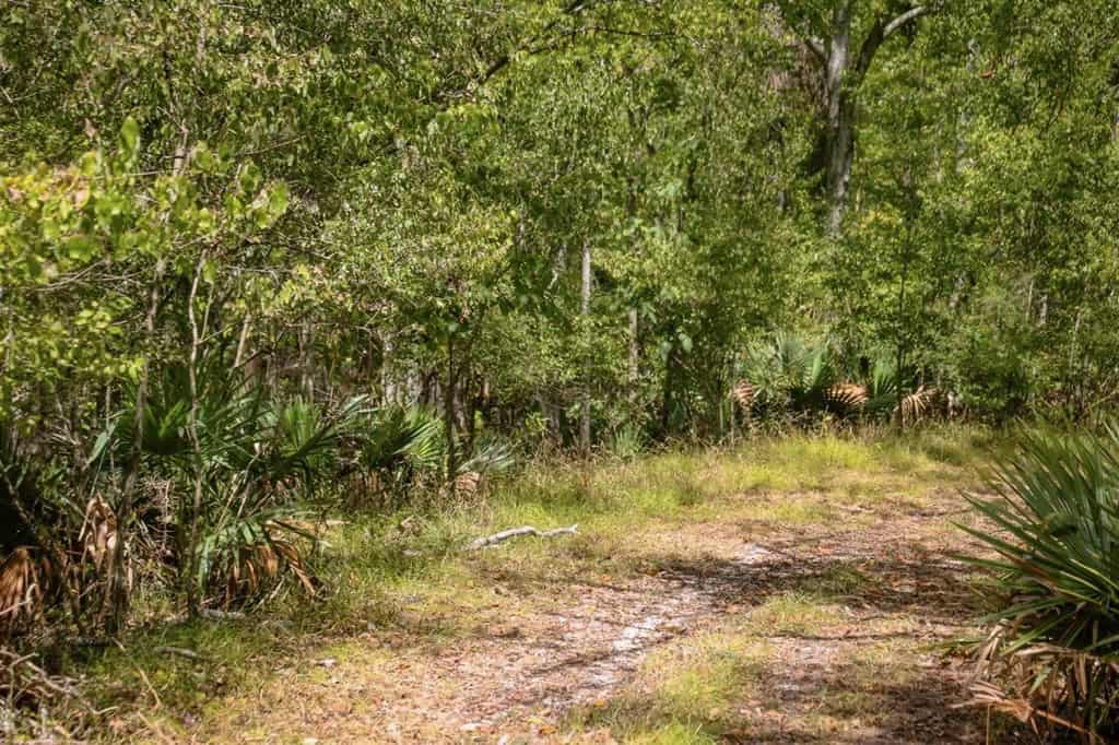 Hunting Land for Sale Just Outside of Baton Rouge