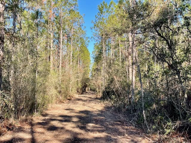 Mississippi Hunting Land For Sale Hancock County