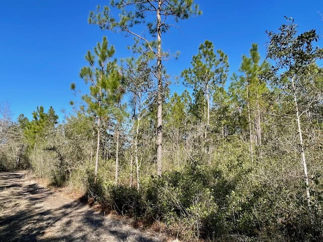 Mississippi Hunting Land For Sale Hancock County
