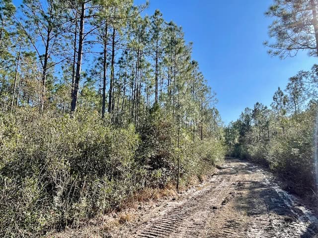 Mississippi Hunting Land For Sale Hancock County