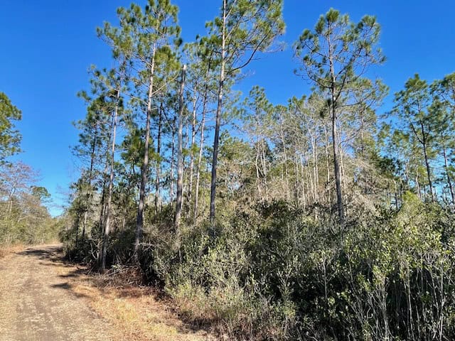 Mississippi Hunting Land For Sale Hancock County