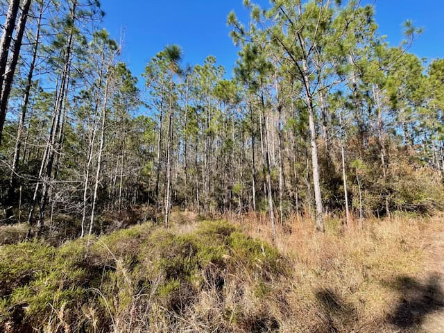 Mississippi Hunting Land For Sale Hancock County