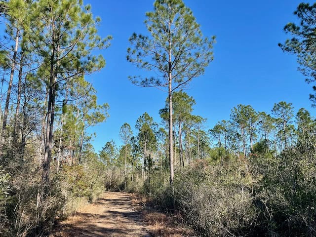 Mississippi Hunting Land For Sale Hancock County