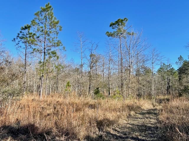 Mississippi Hunting Land For Sale Hancock County