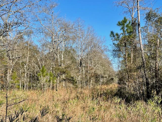 Mississippi Hunting Land For Sale Hancock County