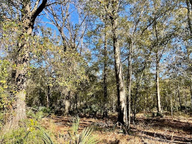 Mississippi Hunting Land For Sale Hancock County
