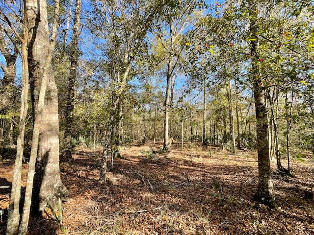 Mississippi Hunting Land For Sale Hancock County