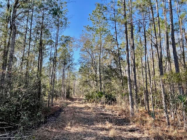 Mississippi Hunting Land For Sale Hancock County