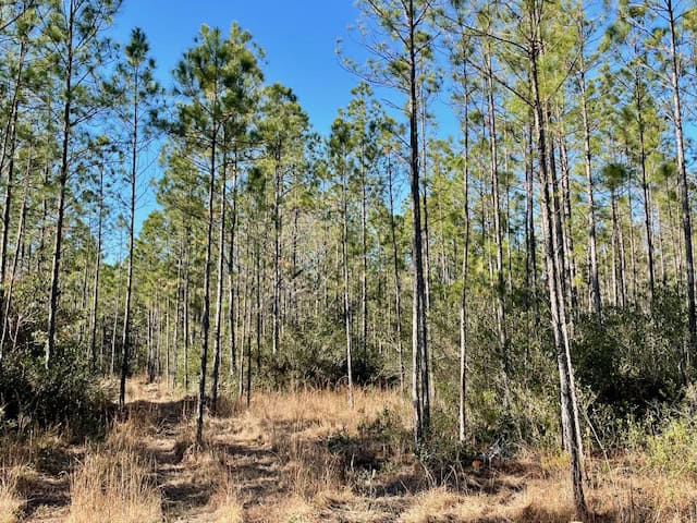 Mississippi Hunting Land For Sale Hancock County