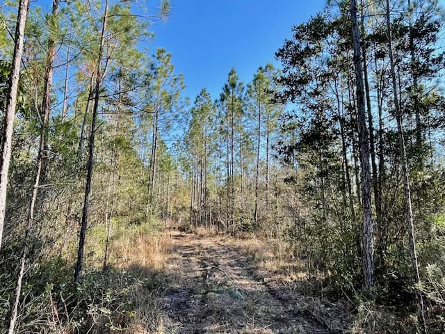 Mississippi Hunting Land For Sale Hancock County