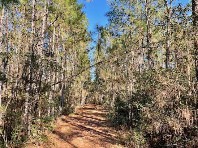 Mississippi Hunting Land For Sale Hancock County