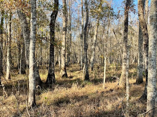 Mississippi Hunting Land For Sale Hancock County