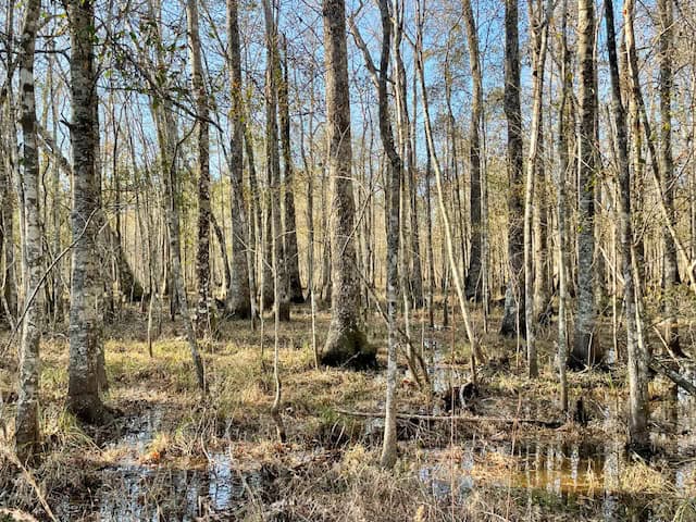 Mississippi Hunting Land For Sale Hancock County