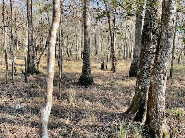 Mississippi Hunting Land For Sale Hancock County