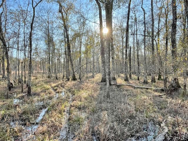 Mississippi Hunting Land For Sale Hancock County