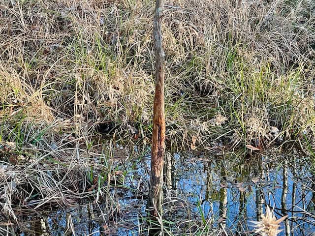 Mississippi Hunting Land For Sale Hancock County