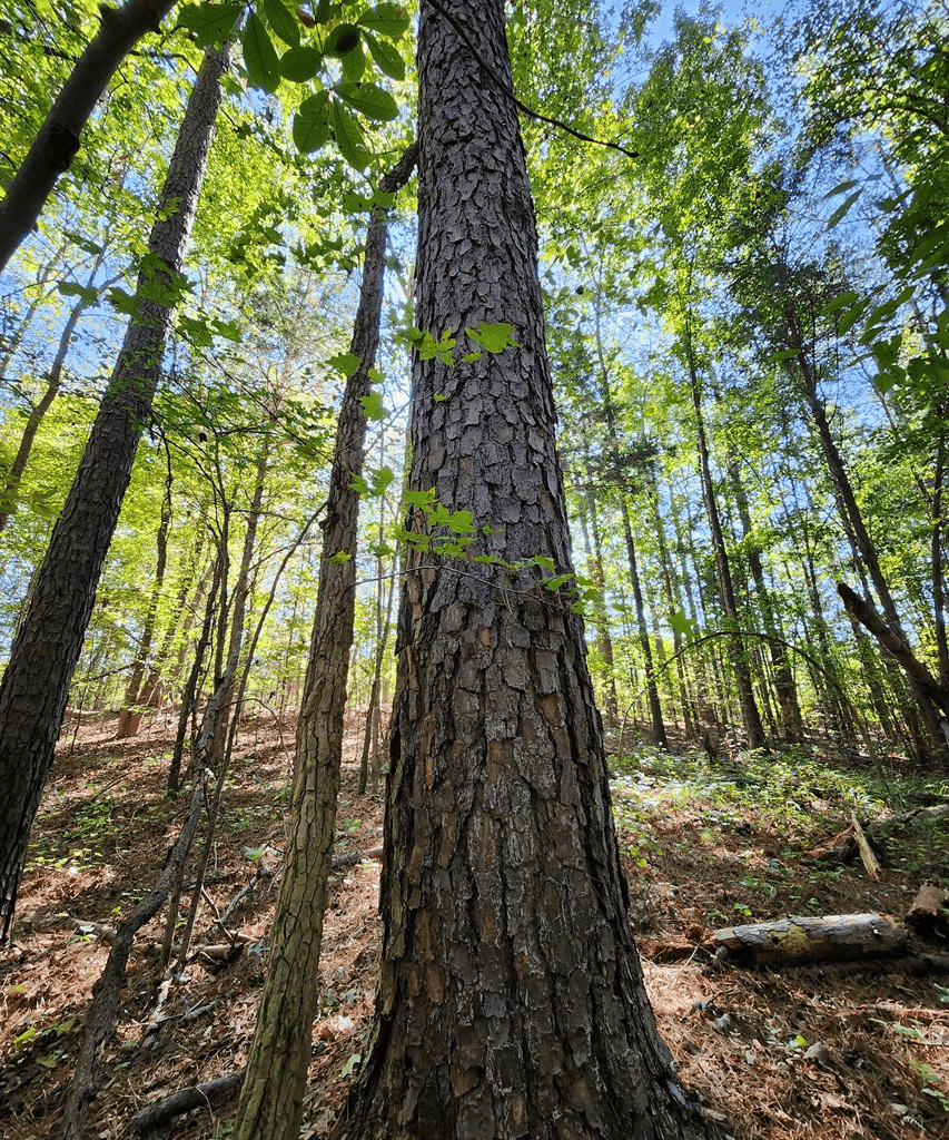 An Outdoor Enthusiast’s Haven In Boydton, VA