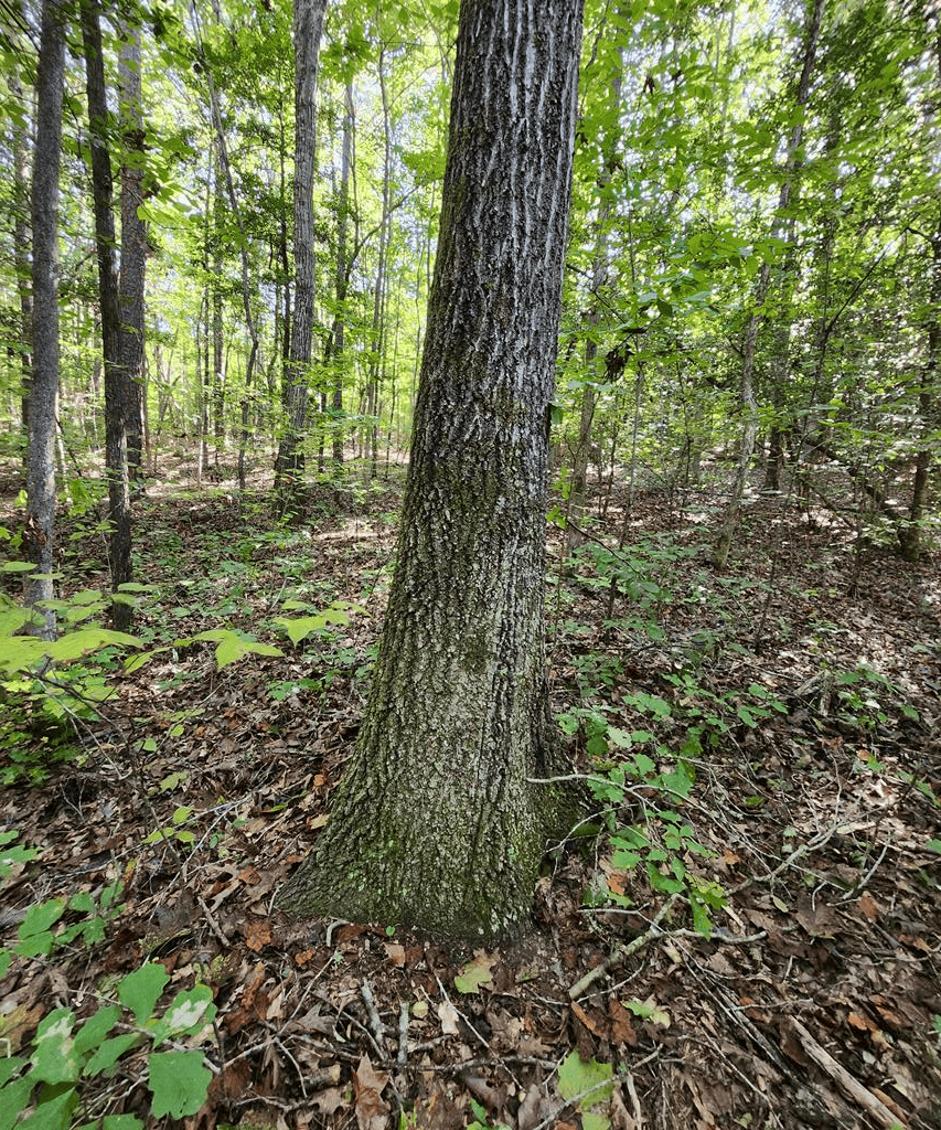 An Outdoor Enthusiast’s Haven In Boydton, VA