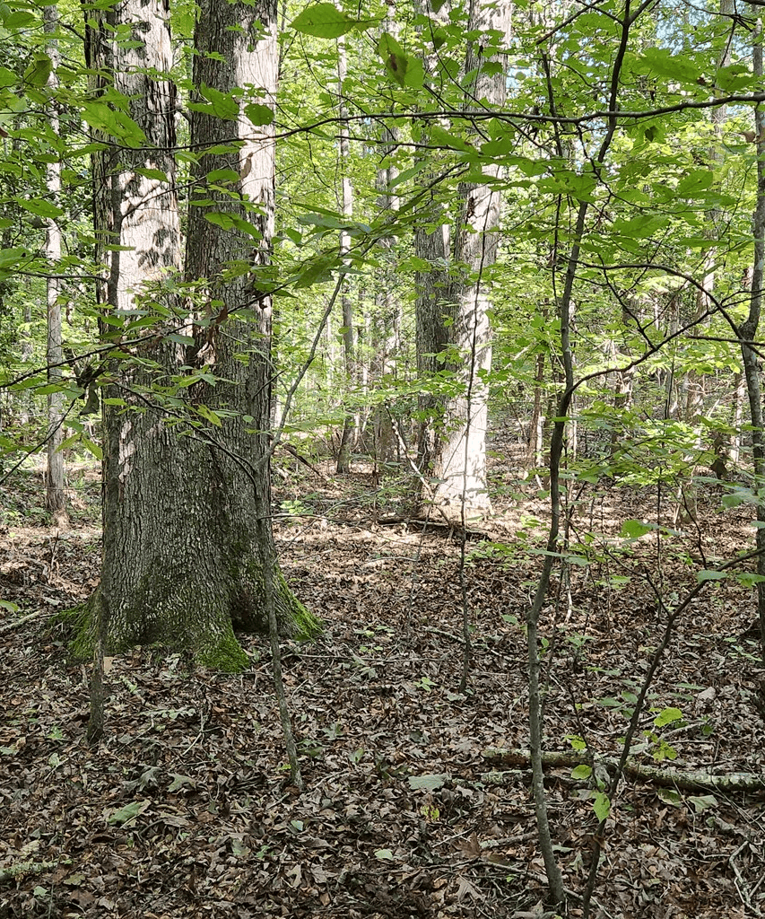 An Outdoor Enthusiast’s Haven In Boydton, VA