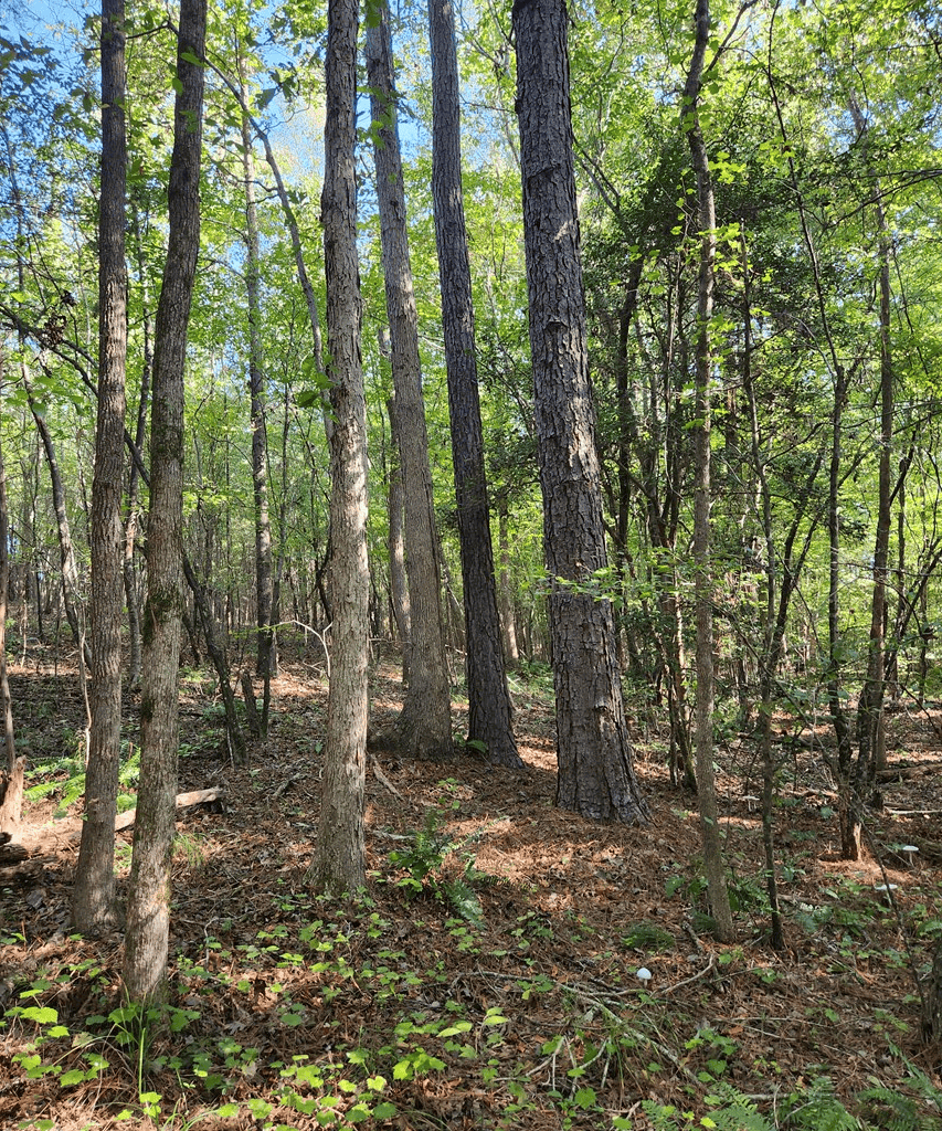 An Outdoor Enthusiast’s Haven In Boydton, VA