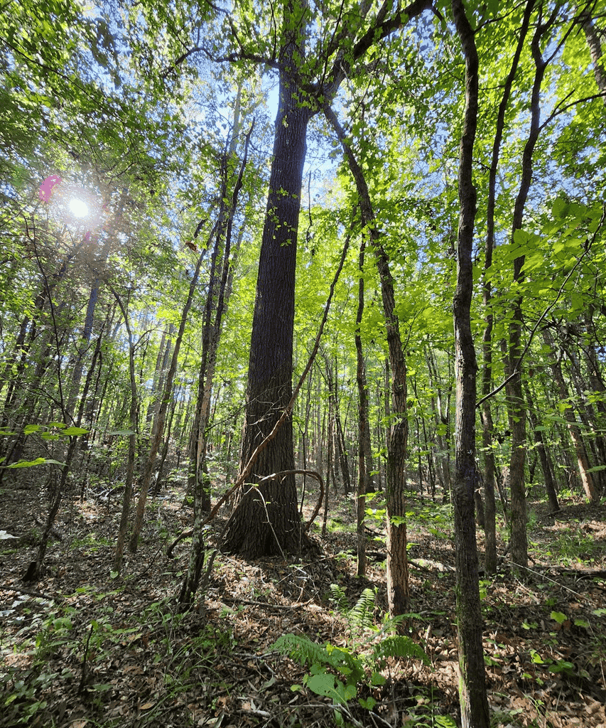 An Outdoor Enthusiast’s Haven In Boydton, VA