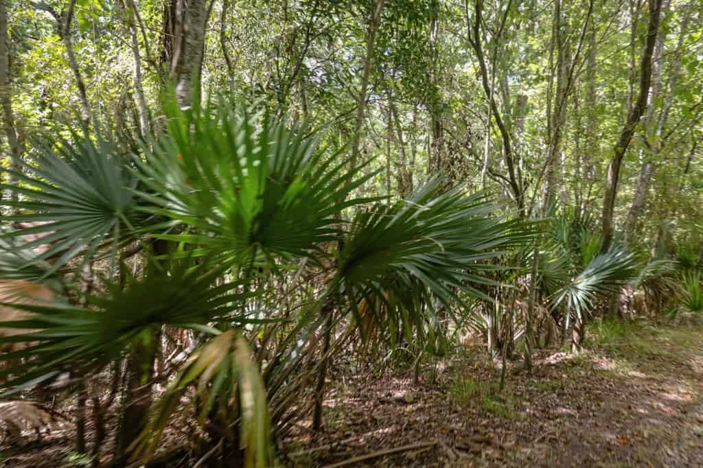 Hunting Land for Sale Just Outside of Baton Rouge