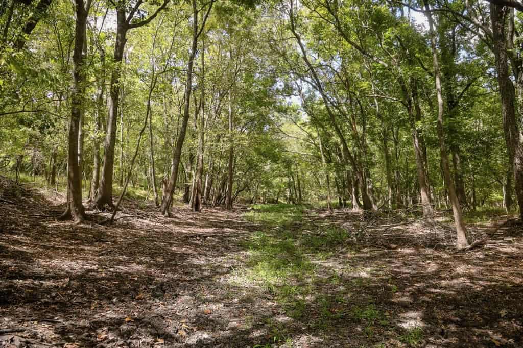 Hunting Land for Sale Just Outside of Baton Rouge