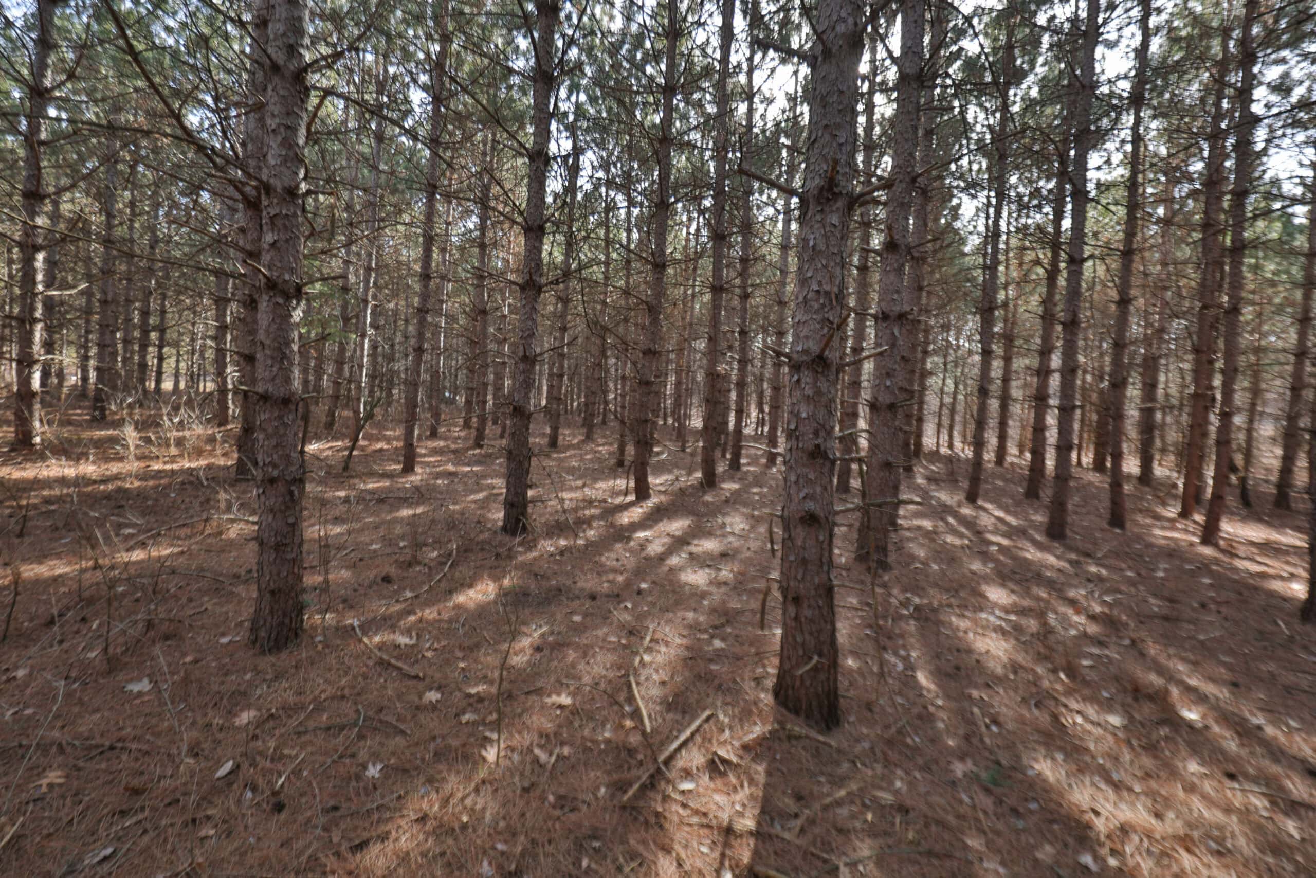 Small Hunting Property with Build Site for sale in Trempealeau County