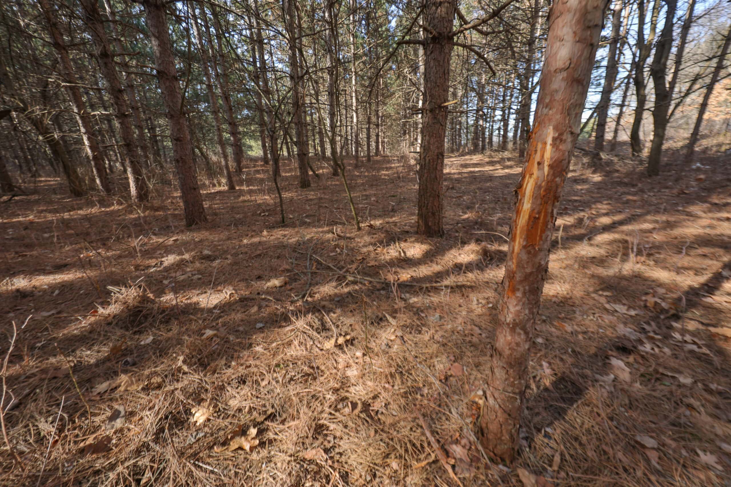 Small Hunting Property with Build Site for sale in Trempealeau County