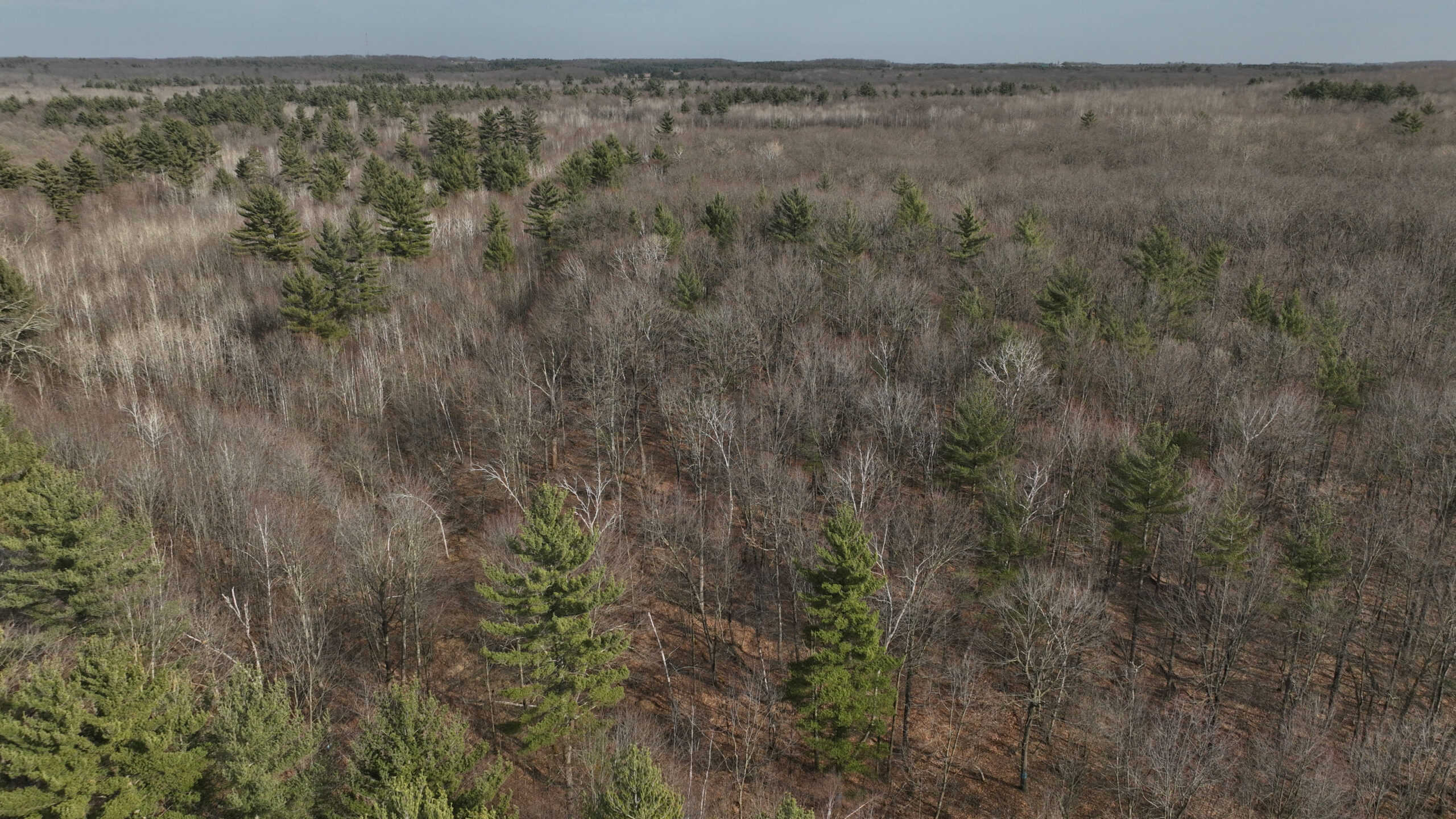 Affordable Hunting Land for Sale in Clark County, Wisconsin UC