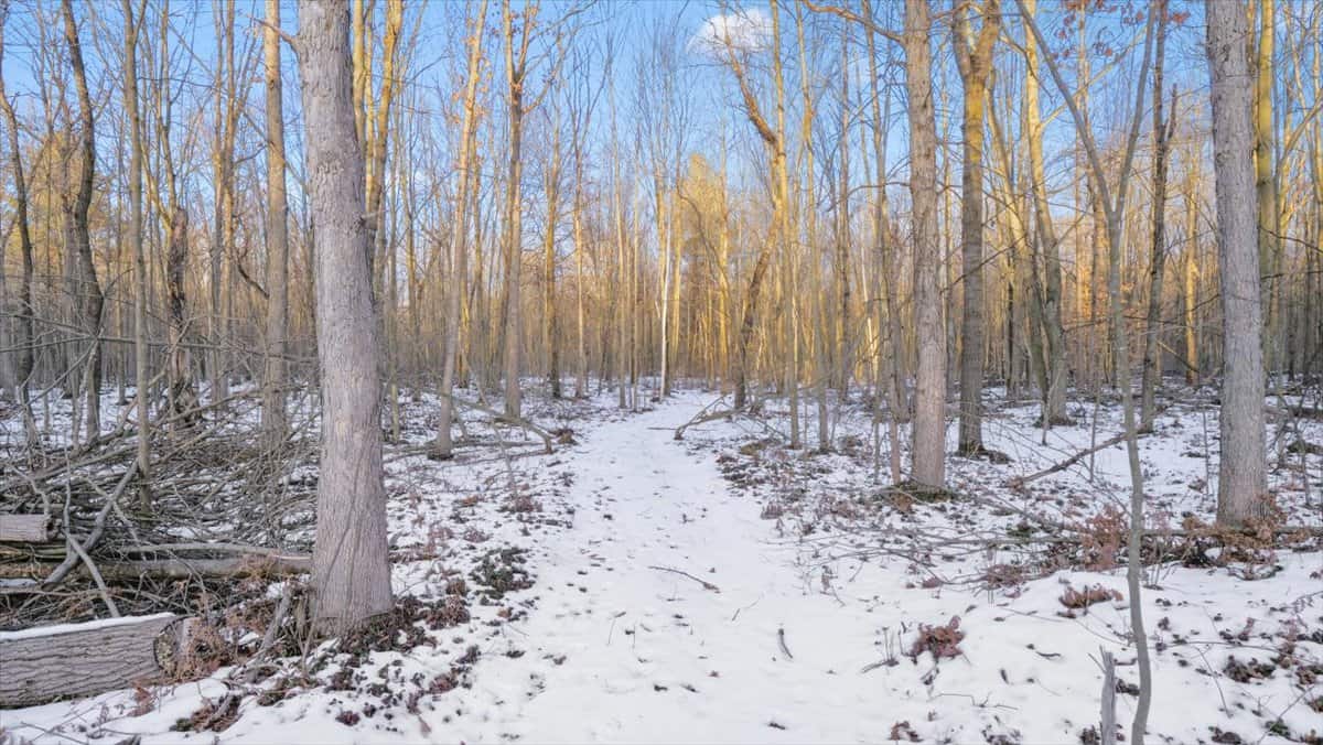 Michigan Hunting and Recreational Land for Sale