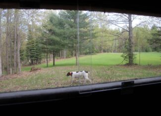 Prime 250 Acres of Hunting Land for Sale in Atlanta, MI