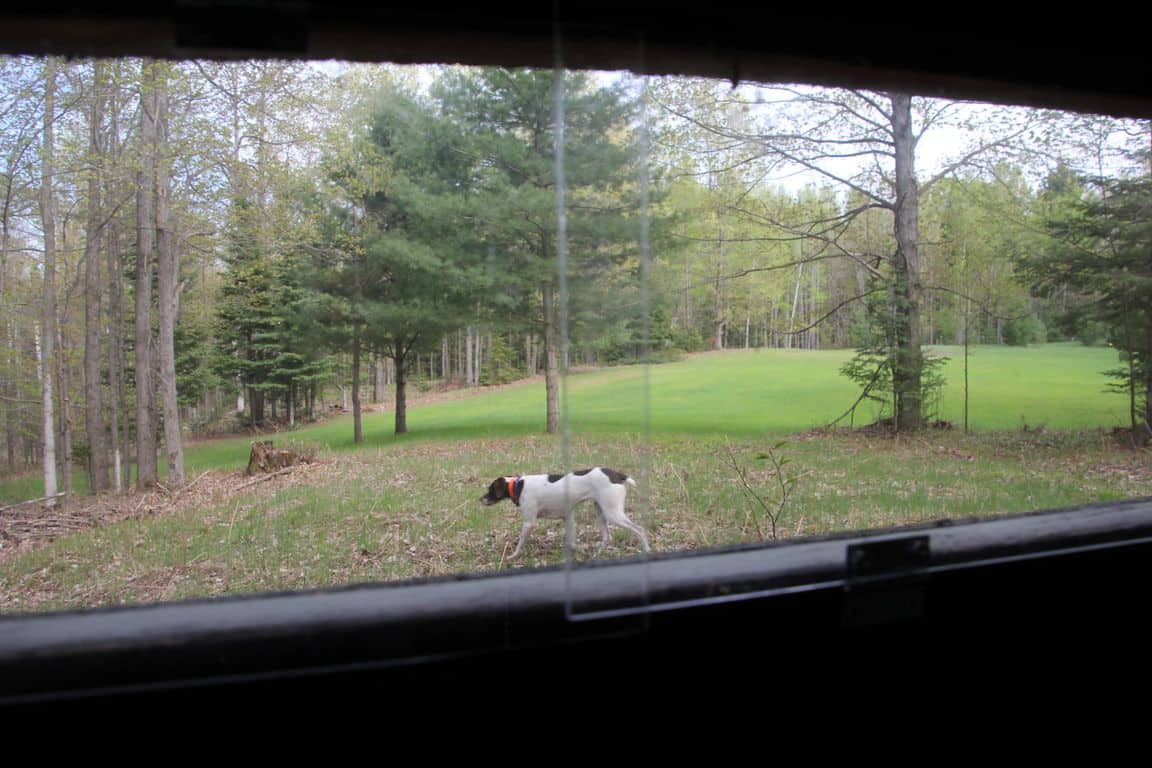 Prime 250 Acres of Hunting Land for Sale in Atlanta, MI