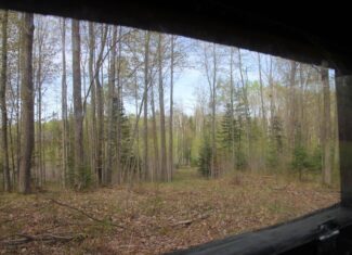 Prime 250 Acres of Hunting Land for Sale in Atlanta, MI