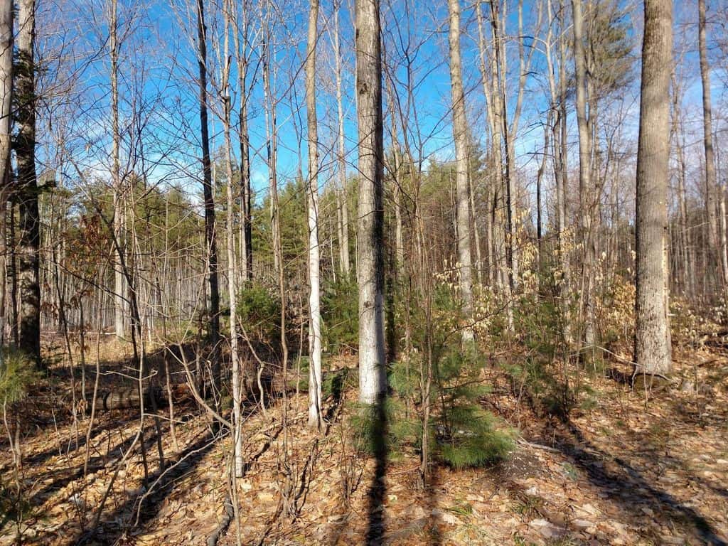 Prime 250 Acres of Hunting Land for Sale in Atlanta, MI
