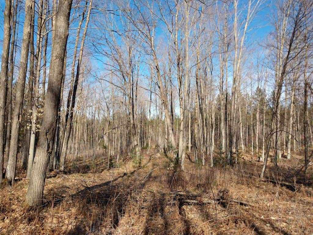 Prime 250 Acres of Hunting Land for Sale in Atlanta, MI