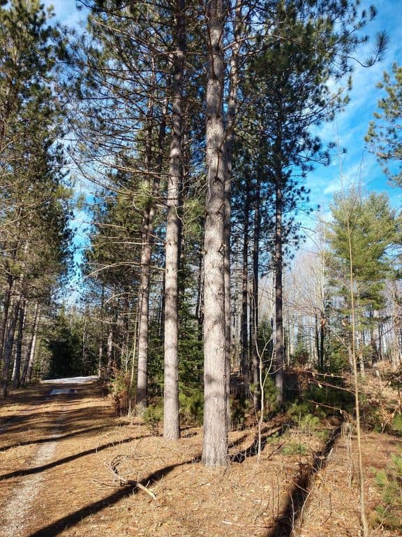 Prime 250 Acres of Hunting Land for Sale in Atlanta, MI