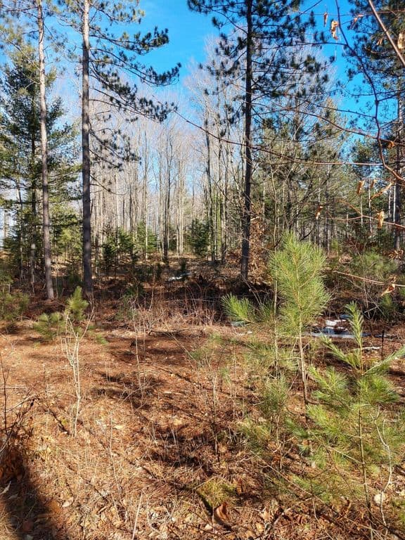 Prime 250 Acres of Hunting Land for Sale in Atlanta, MI