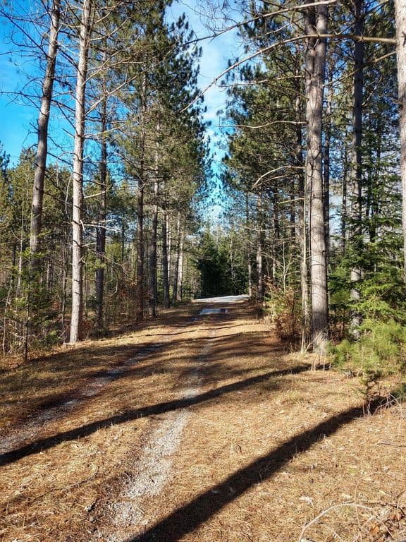 Prime 250 Acres of Hunting Land for Sale in Atlanta, MI